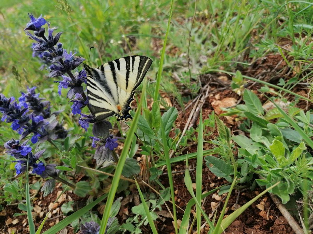 Ferienresidenz Lavandula Nova Vas  المظهر الخارجي الصورة